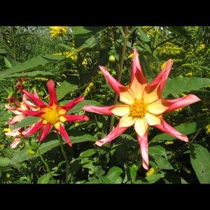 Meet your Posher, Patrice